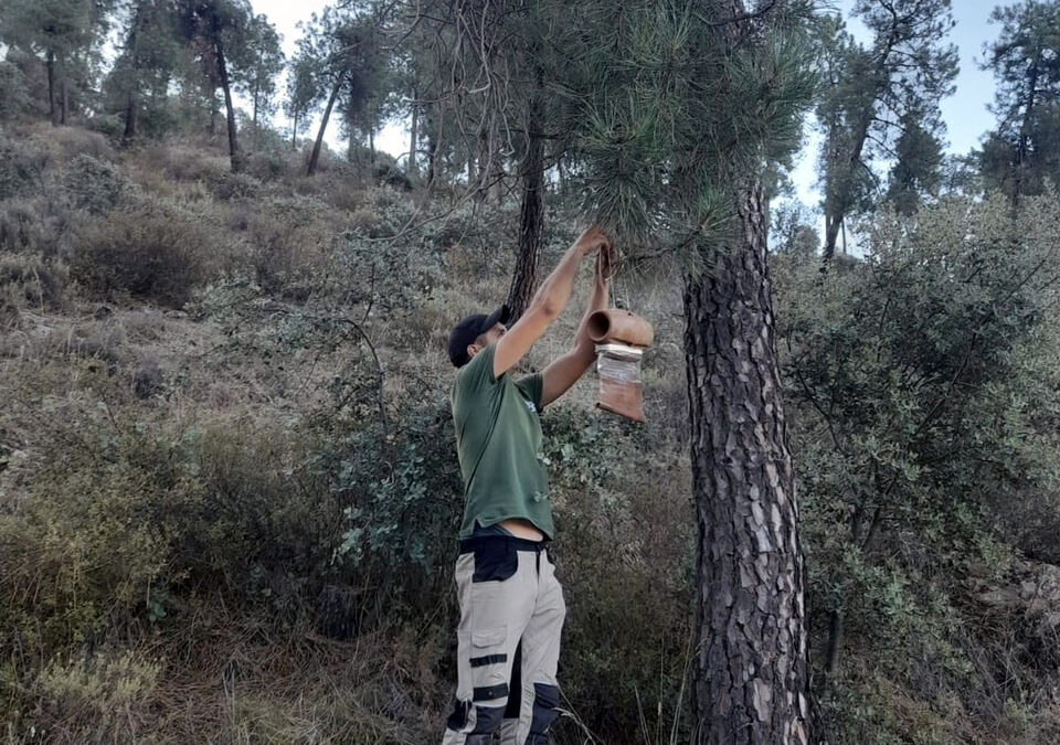 Concejalía de Medio Ambiente en Espiel, combate la oruga procesionaria con trampas de feromonas para proteger los pinos