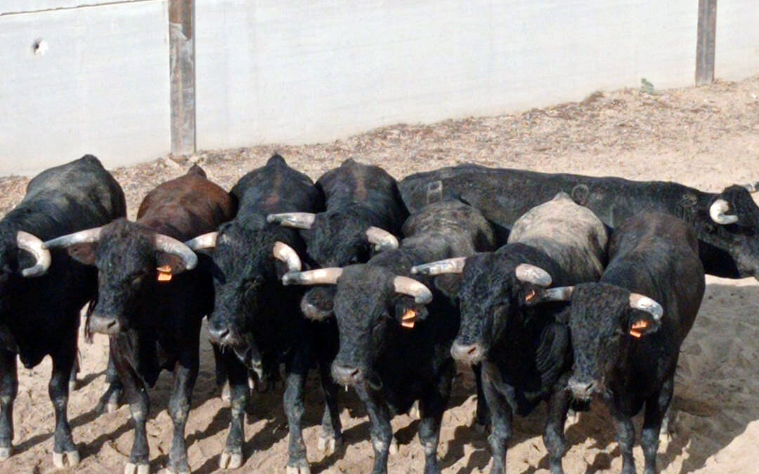 Hoy sábado a las seis de la tarde, corrida de toros del arte del rejoneo para la feria y fiestas de Belmez