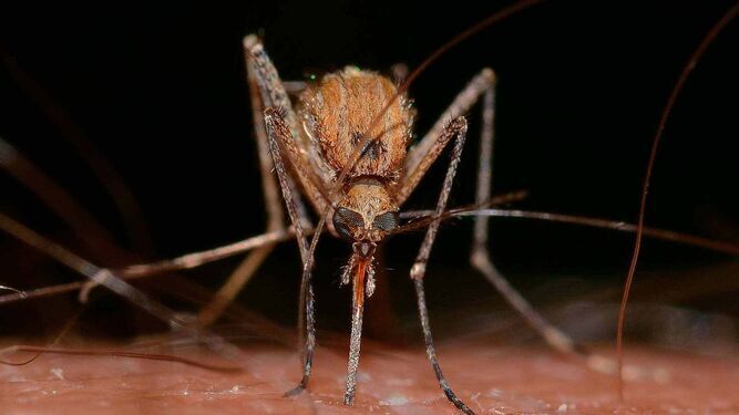 Mosquito del Nilo