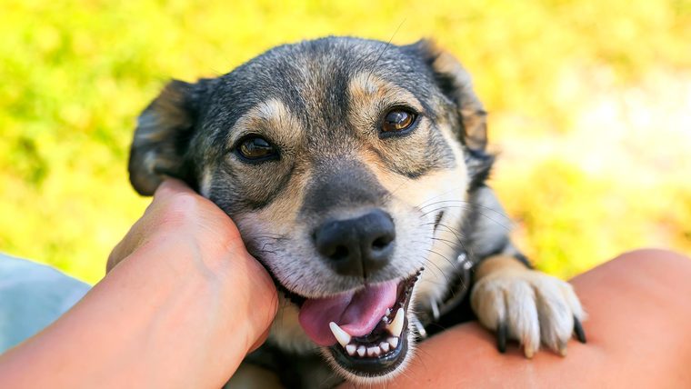 El Desafío de los Perros en Terrazas y Balcones: Bienestar Animal en Peñarroya-Pueblonuevo