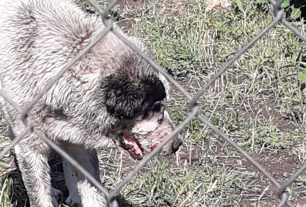 Pacma alerta sobre décadas de maltrato extremo a perros en Peñarroya-Pueblonuevo