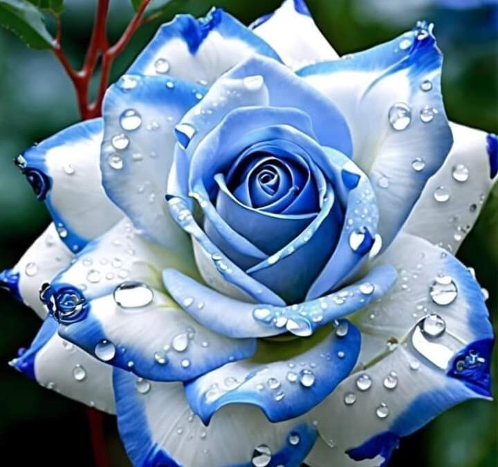 Flores para ellas… y para él. Recre en su corazón