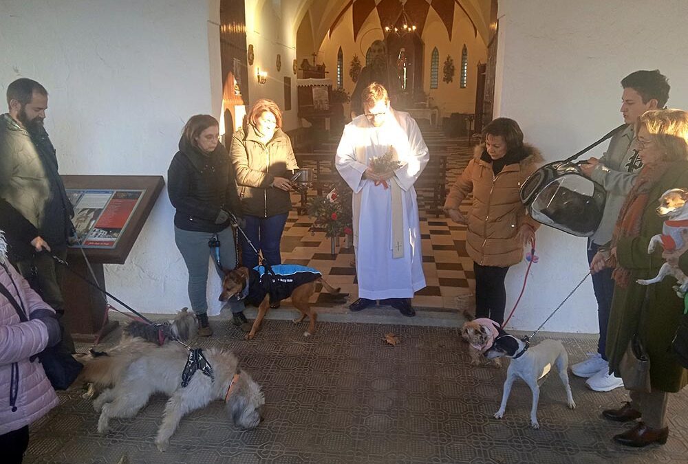 Bendición de animales 2025 en Fuente Obejuna para conmemorar la festividad de San Antón