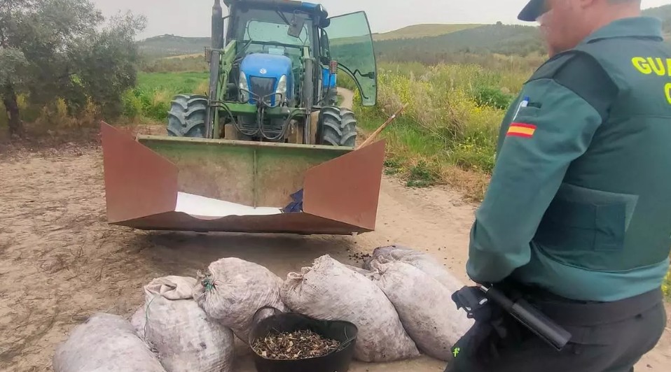 Operativo contra el robo de aceitunas