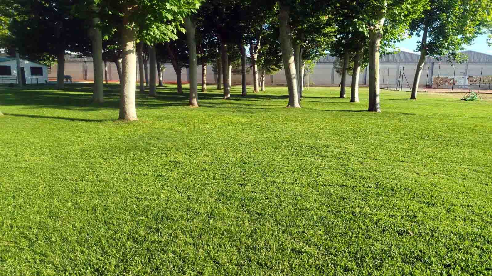 Césped de la piscina municipal antes de la intervencion de este año