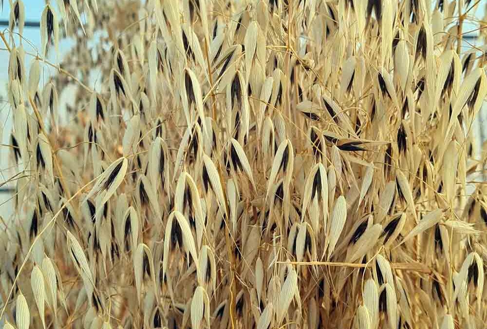 Descifrado del pangenoma y origen de la avena