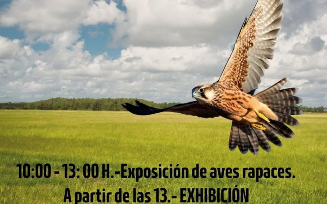 Valsequillo celebra una jornada de cetrería el 1 de noviembre