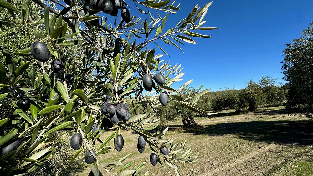 Día Mundial del Olivo: ¿Qué puede hacer la ciencia para adaptar el olivar al cambio climático?