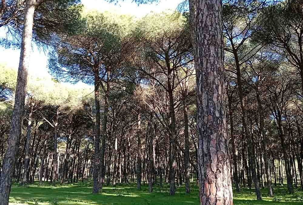 Alrededor de un viejo árbol.