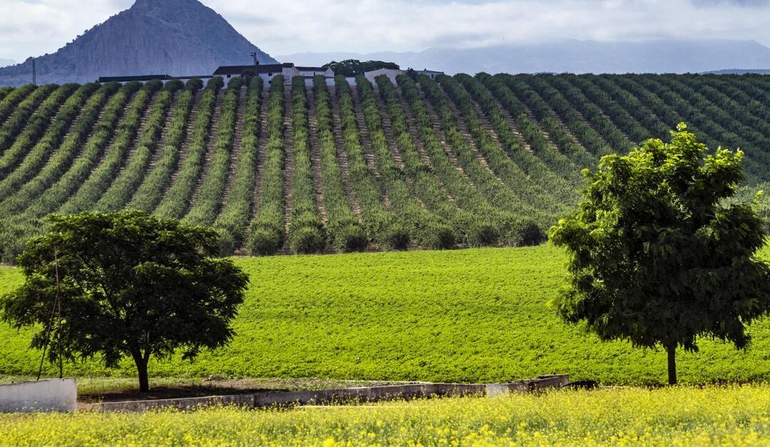 IU Córdoba llevará al Pleno de la Diputación una moción de rechazo al acuerdo UE–Mercosur por su impacto en la agricultura y el medio rural