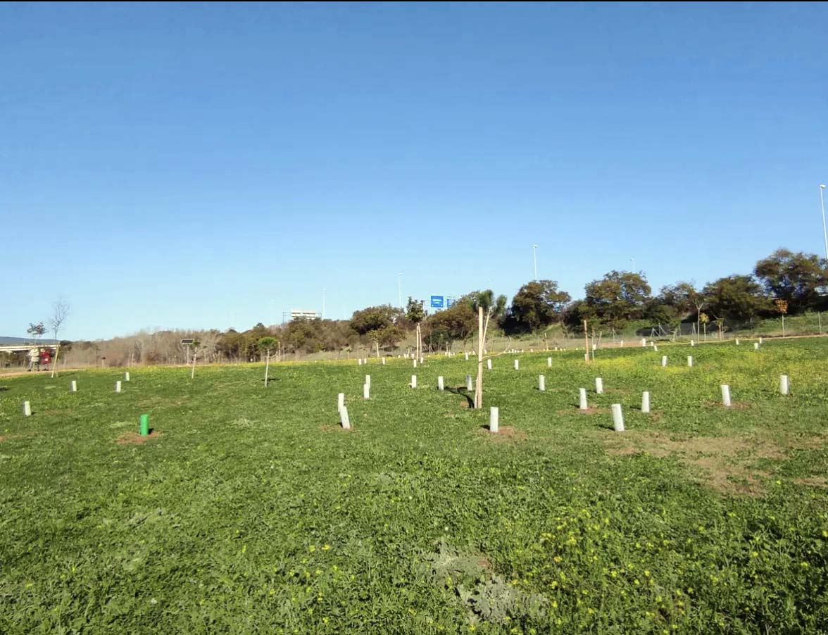 1 Plantación árboles