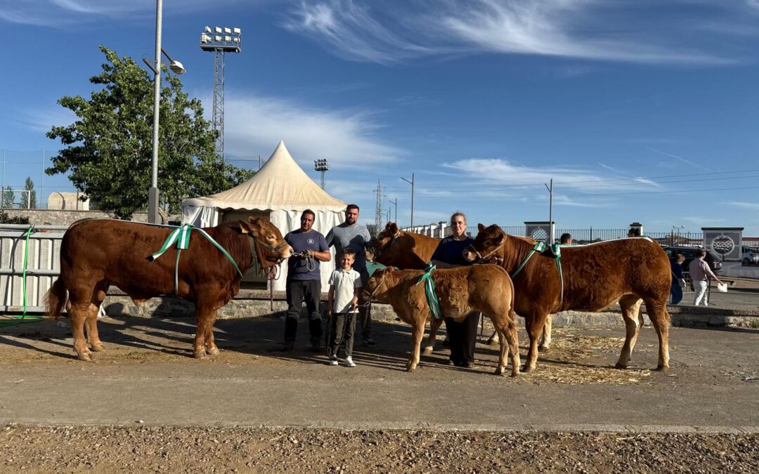 Fuente Obejuna felicita a los ganaderos Antonio Luis Calzadilla y Dani Díaz por sus éxitos en el I Concurso de Raza Limusina de Andalucía