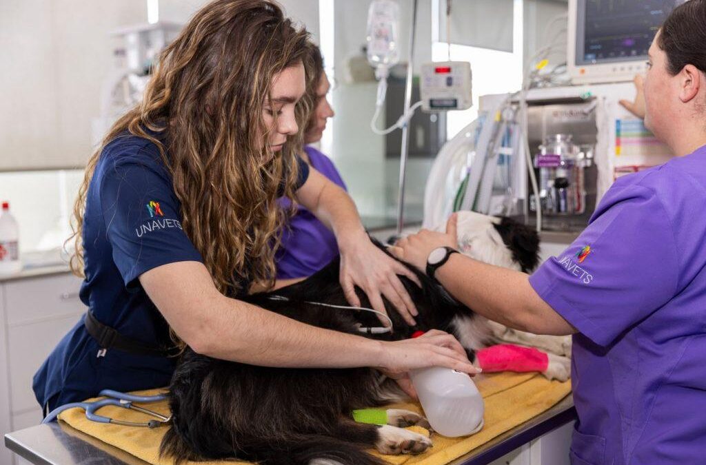La ausencia de atención veterinaria de urgencias en Peñarroya-Pueblonuevo: un problema que no puede seguir ignorándose