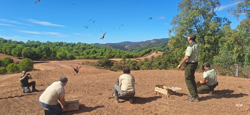 La Junta libera perdices rojas en Córdoba para favorecer la reproducción del águila imperial